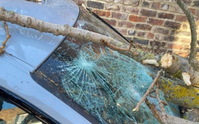 Sky Sports presenter left ‘badly shaken’ after tree crushes BMW during Storm Malik | Evening Standard